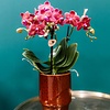 Rode Phalaenopsis orchidee Congo in Classy red