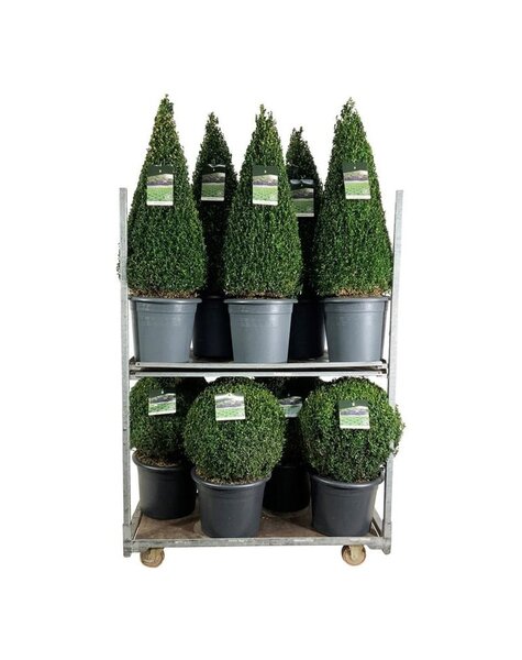 Buxus