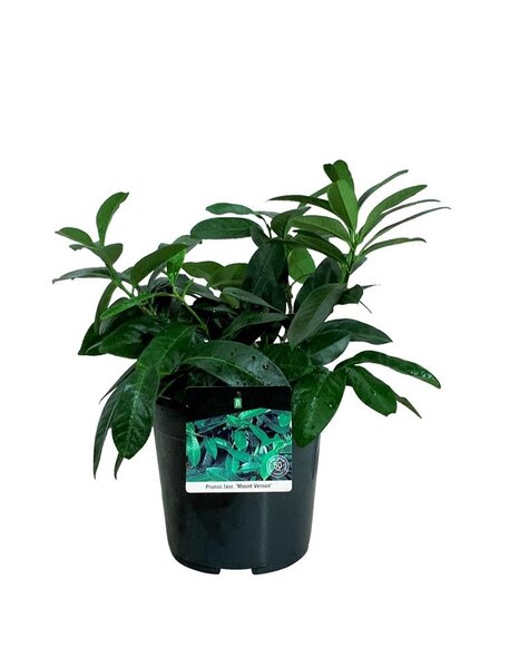 Prunus