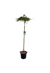 Esdoorn Acer Dissectum