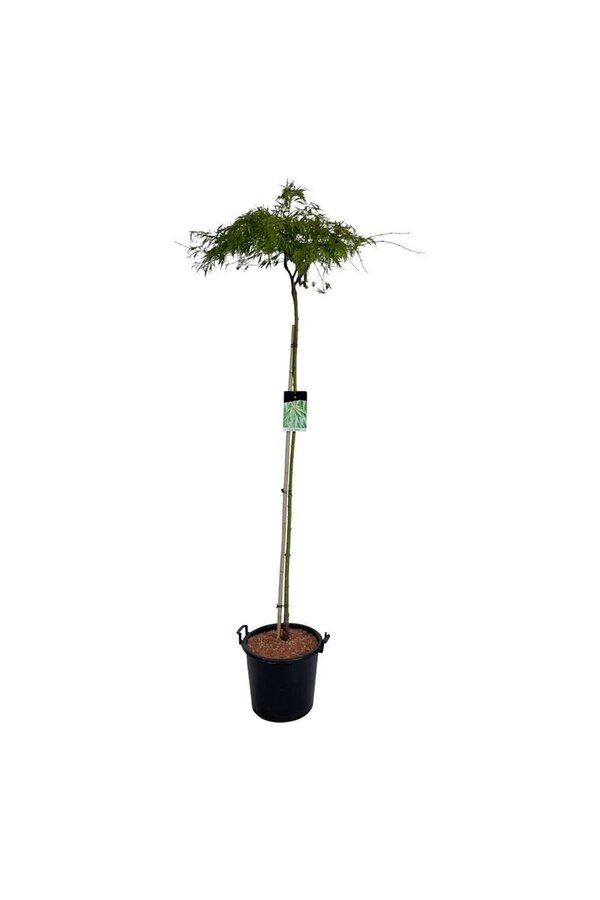 Esdoorn Acer Dissectum