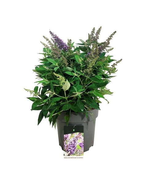 Buddleja