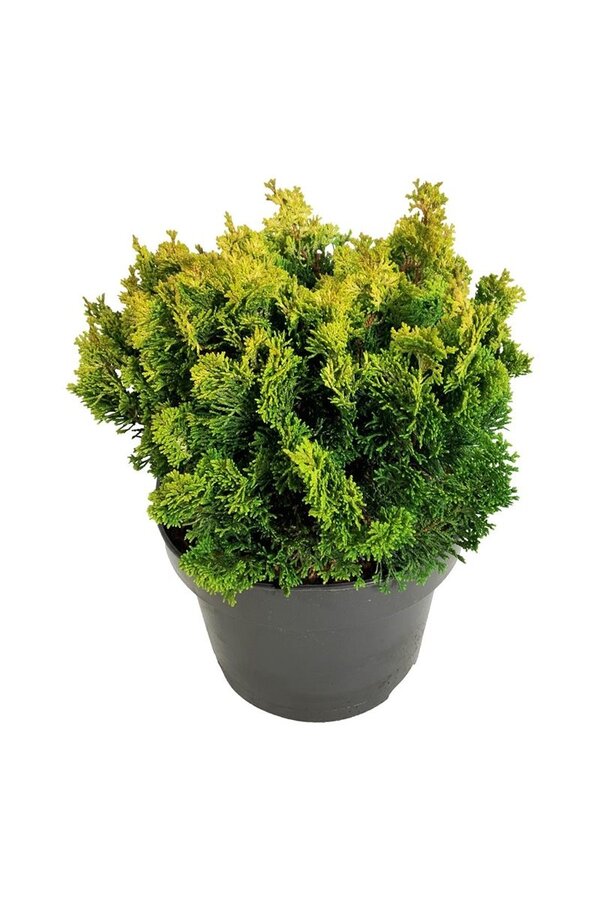 Chamaecyparis Meroki Twin