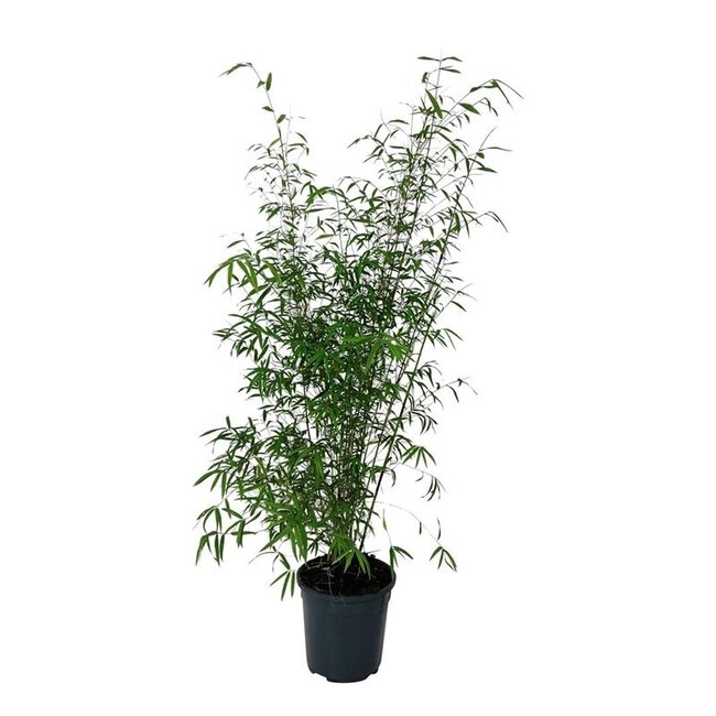 Bamboe Fargesia angustissima