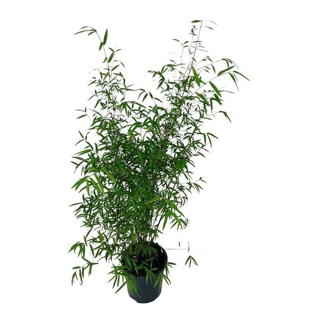 Bamboe Fargesia angustissima