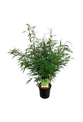 Bamboe Fargesia robusta Tauro
