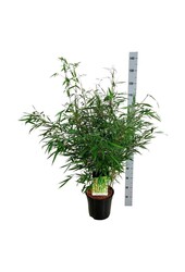 Bamboe Fargesia robusta Tauro