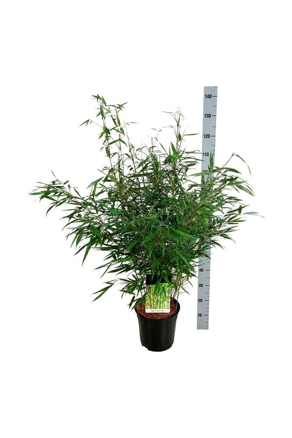 Bamboe Fargesia robusta Tauro