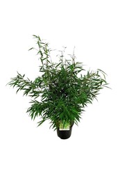Bamboe Fargesia robusta Tauro