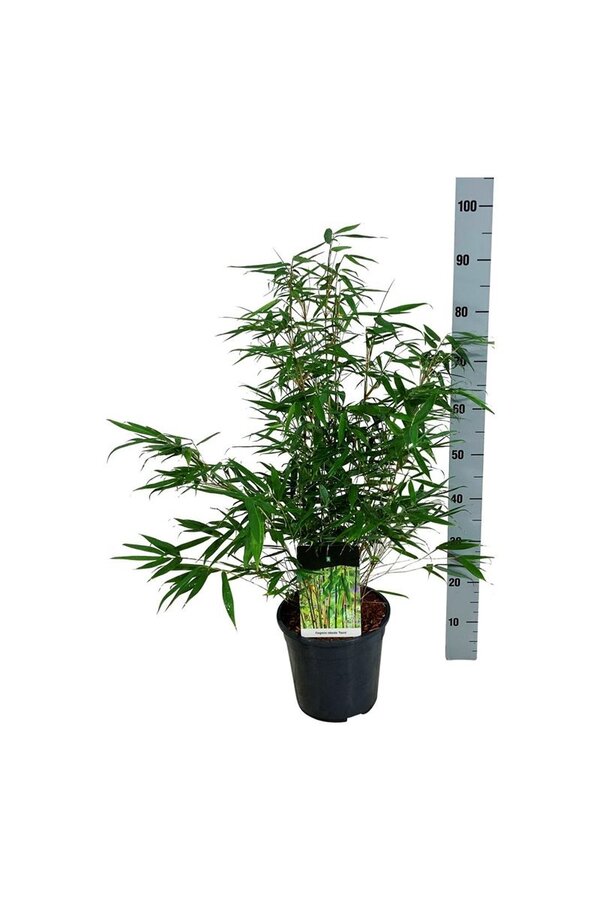 Bamboe Fargesia robusta Tauro