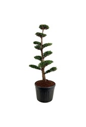 Cipres Juniperus Monarch