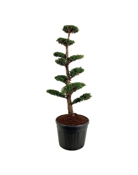 Juniperus