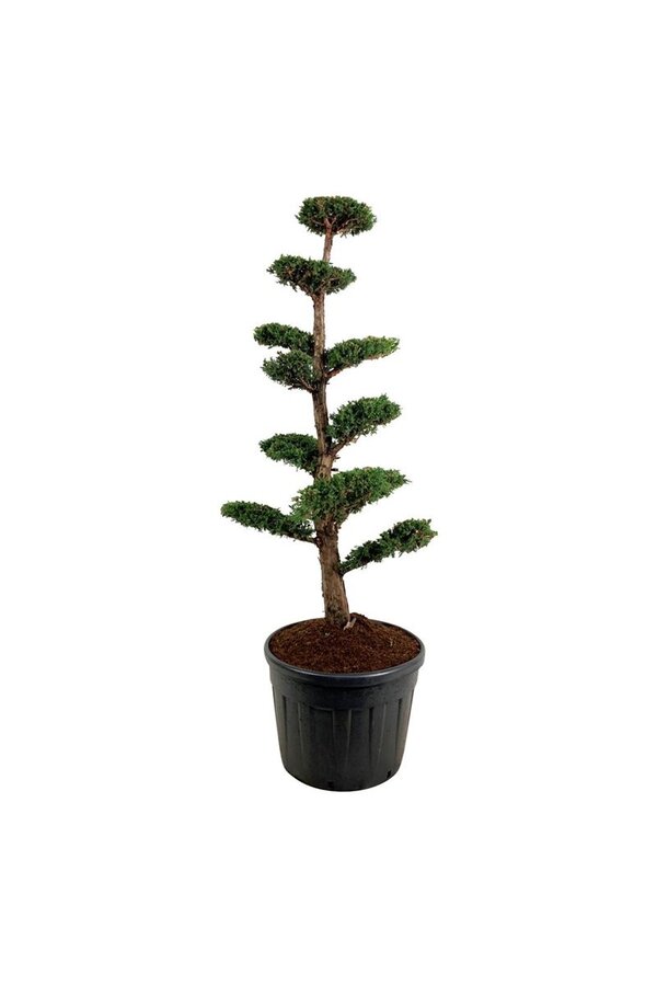 Cipres Juniperus Monarch
