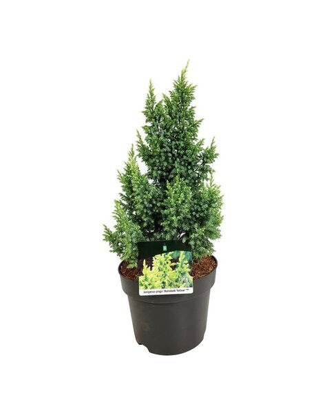 Juniperus