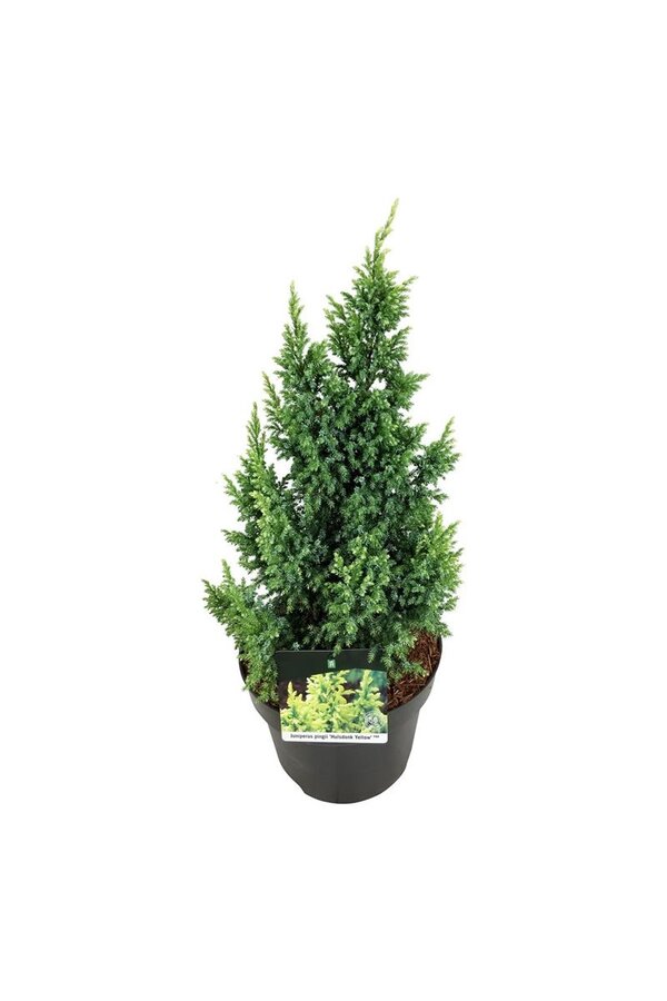 Cipres Juniperus Hulsdonk Yellow