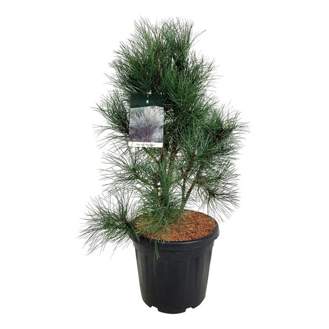 Denneboom Pinus nigra Pyramidalis