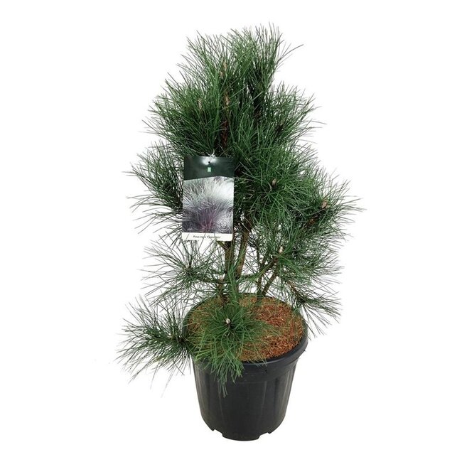 Denneboom Pinus nigra Pyramidalis