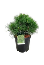 Denneboom Pinus nigra Spielberg