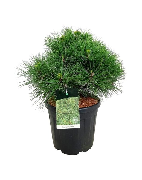 Pinus