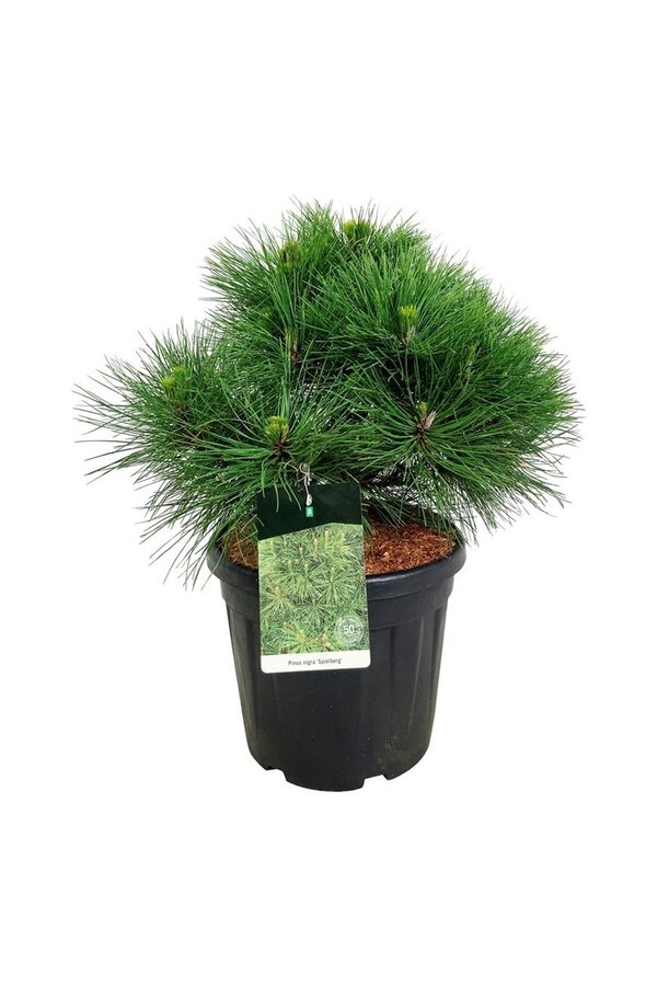 Denneboom Pinus nigra Spielberg