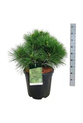Denneboom Pinus nigra Spielberg