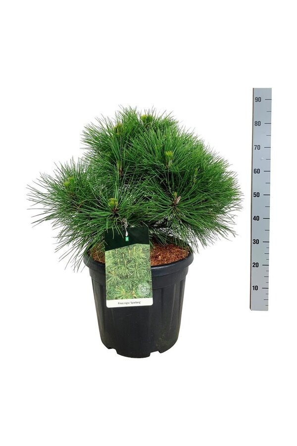 Denneboom Pinus nigra Spielberg