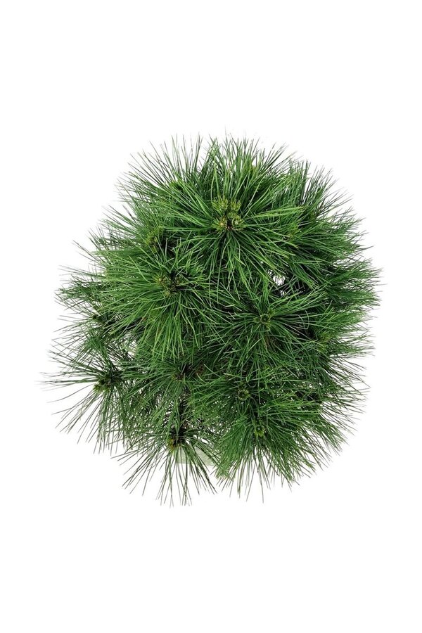 Denneboom Pinus nigra Spielberg