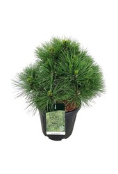 Denneboom Pinus nigra Spielberg