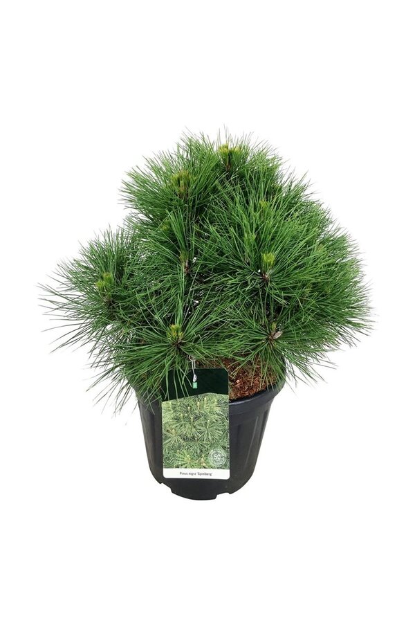 Denneboom Pinus nigra Spielberg