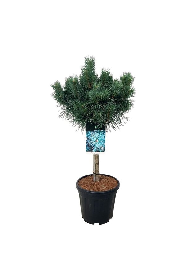 Denneboom Pinus Watereri
