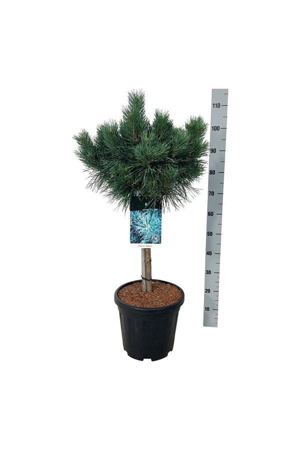 Denneboom Pinus Watereri