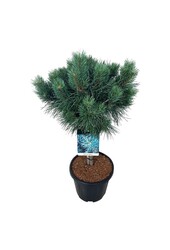 Denneboom Pinus Watereri