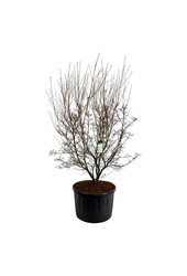 Kornoelje Cornus kousa Milky Way