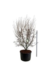 Kornoelje Cornus kousa Milky Way