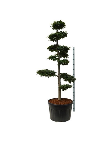 Fagus