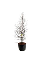 Metasequoia Amber Glow PBR