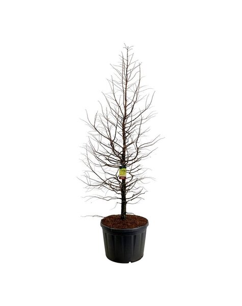 Metasequoia