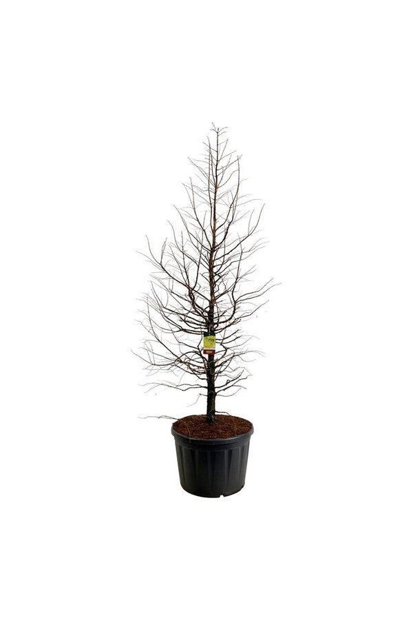 Metasequoia Amber Glow PBR