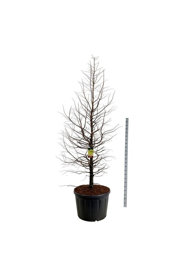 Metasequoia Amber Glow PBR