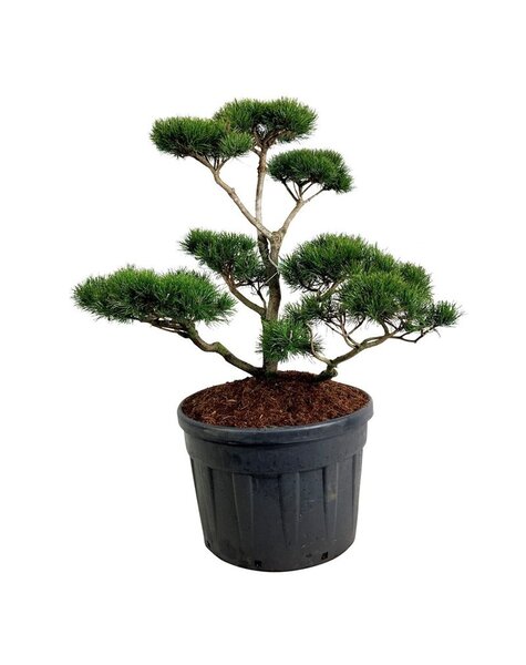 Pinus