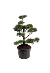 Denneboom Pinus contorta