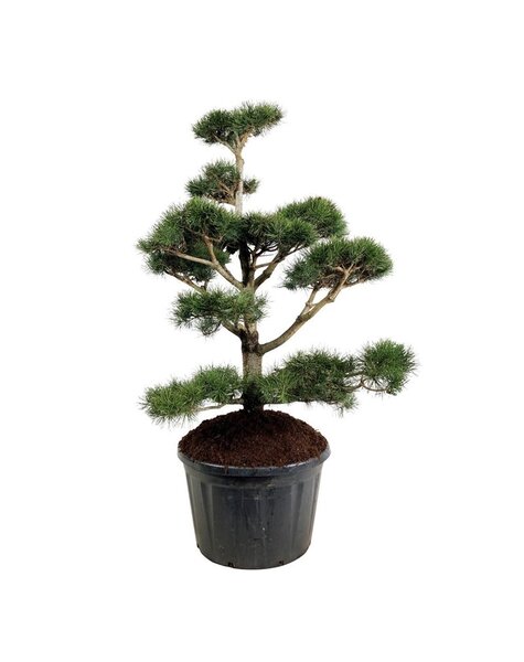Pinus