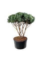 Denneboom Pinus Watereri
