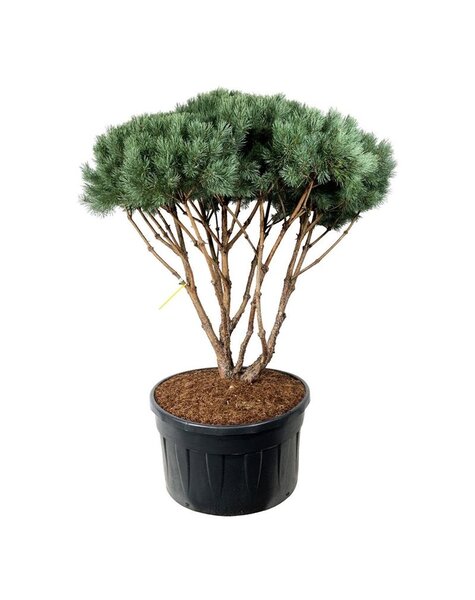Pinus