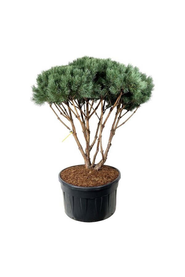 Denneboom Pinus Watereri