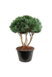 Denneboom Pinus Watereri