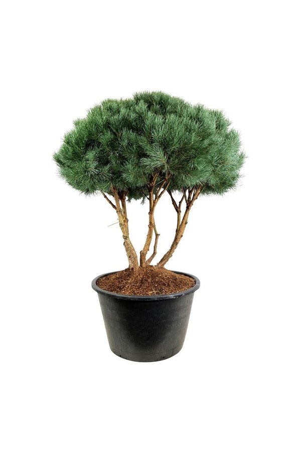 Denneboom Pinus Watereri