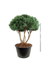 Denneboom Pinus Watereri