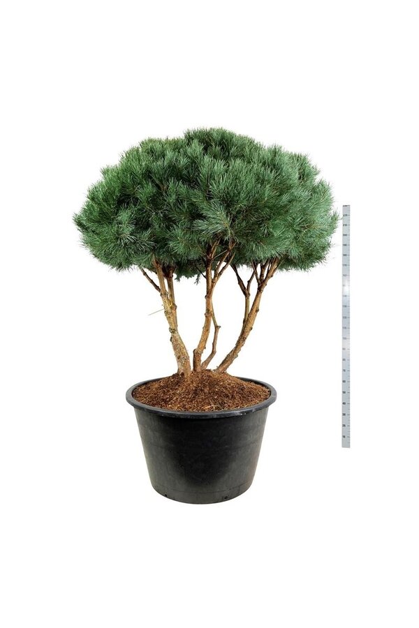 Denneboom Pinus Watereri