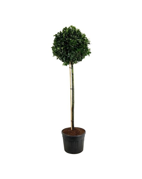 Prunus